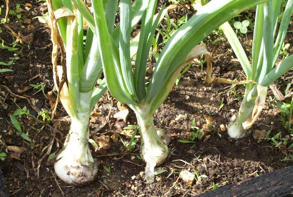 Farmgirl Fare Onions In The Garden